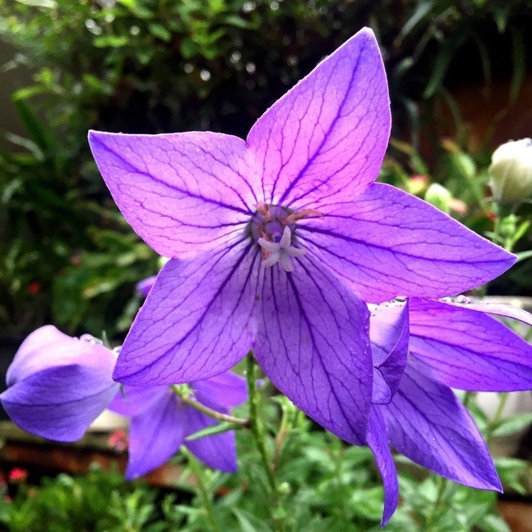 2015年7月6日(月)の花写真