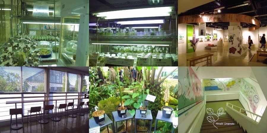 国立科学博物館 筑波実験植物園 へ Ume Hiro Note