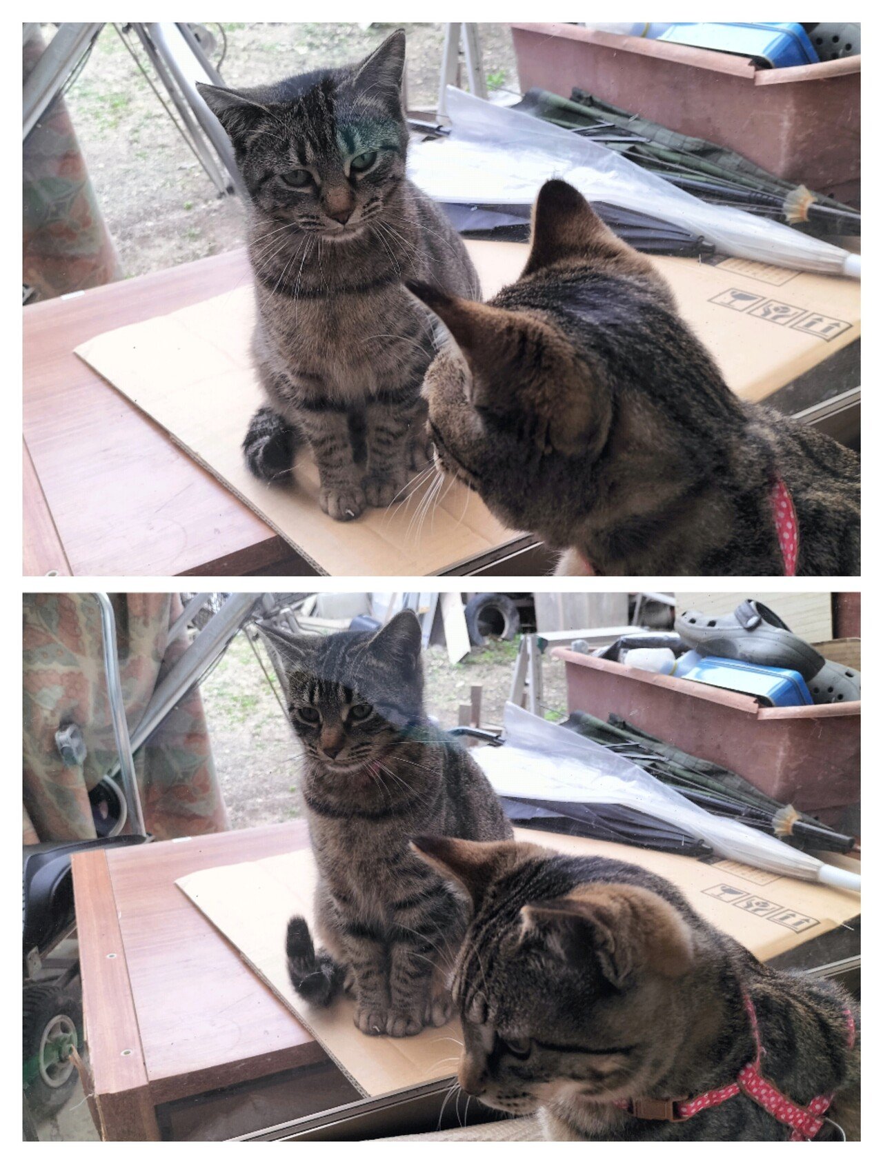 🐬サッシを隔てて見つめ合う2匹の猫🤭 【私の猫】チビまる( ・ᴗ 🐬サッシを隔てて見つめ合う2匹の猫🤭 【私の猫】チビまる( ・ᴗ