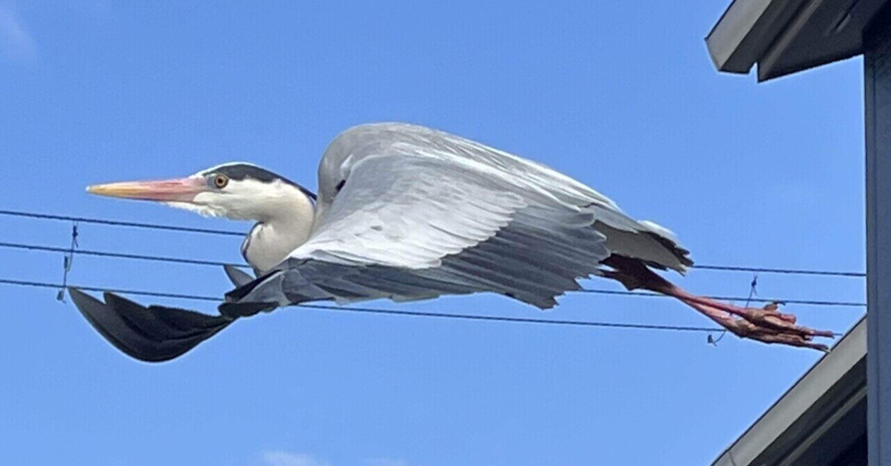 青い顔の人物画 鳥付き JUN | 幸せの青い鳥 * 2025年1月撮影 今年も幸せの青い鳥に会え