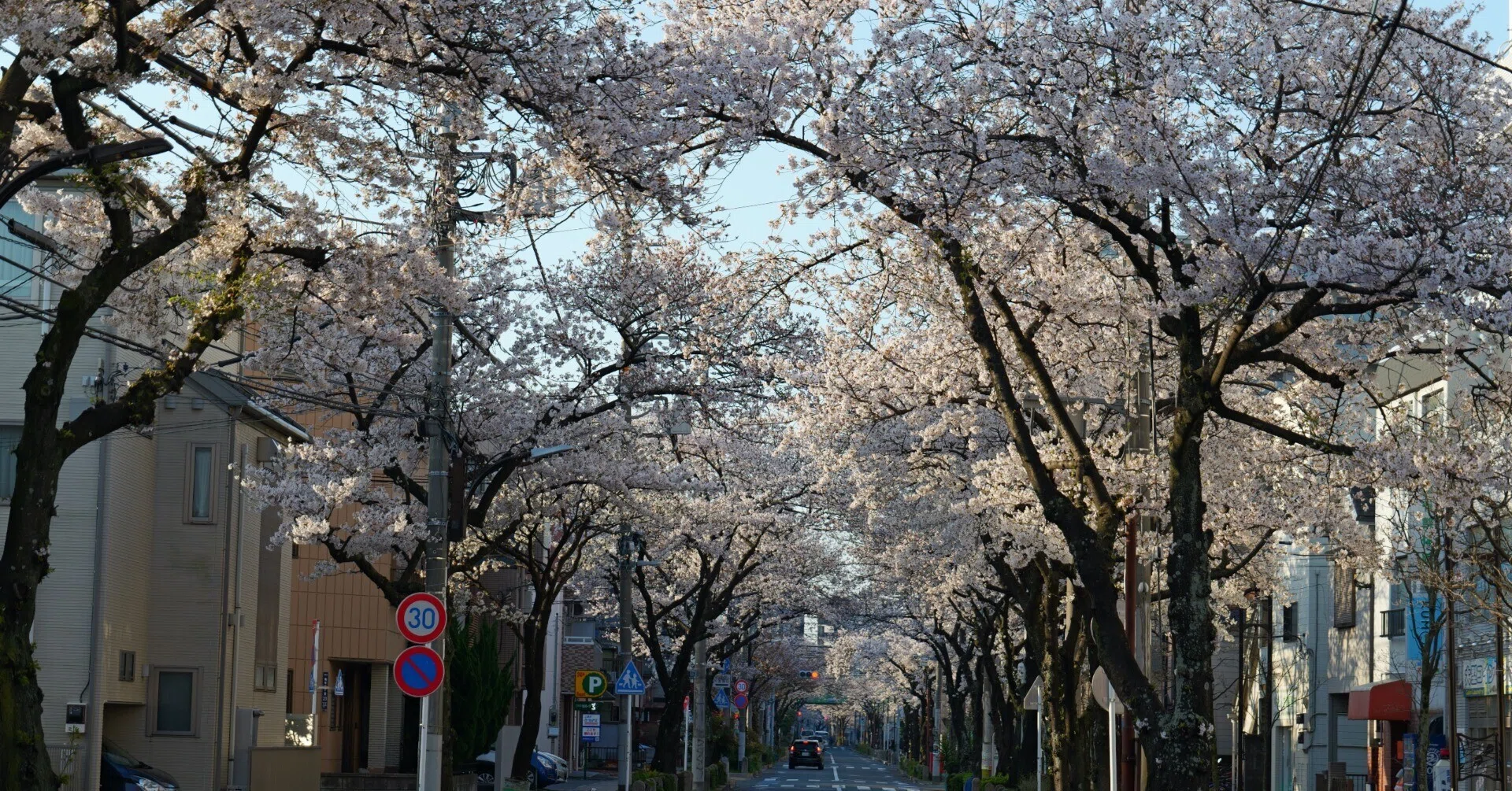 みんな大好きSuper Takumarで桜を撮る（素人がプロになるための260週の
