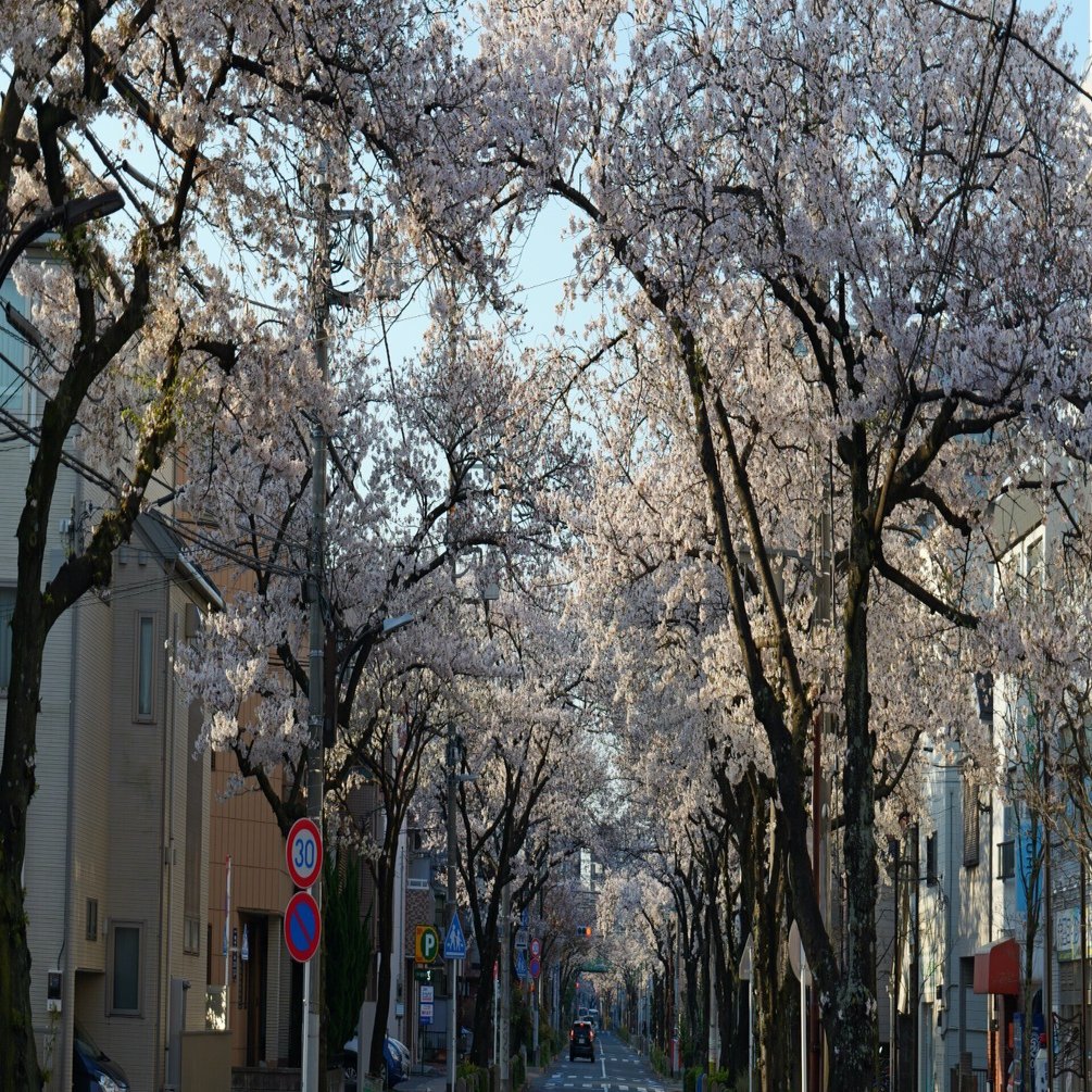 みんな大好きSuper Takumarで桜を撮る（素人がプロになるための260週の