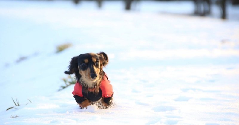 アニマルコミュニケーションと潜在意識の関係性 高野 縁 たかのゆかり Note