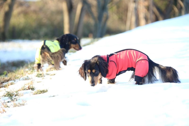 アニマルコミュニケーションと潜在意識の関係性 高野 縁 たかのゆかり Note