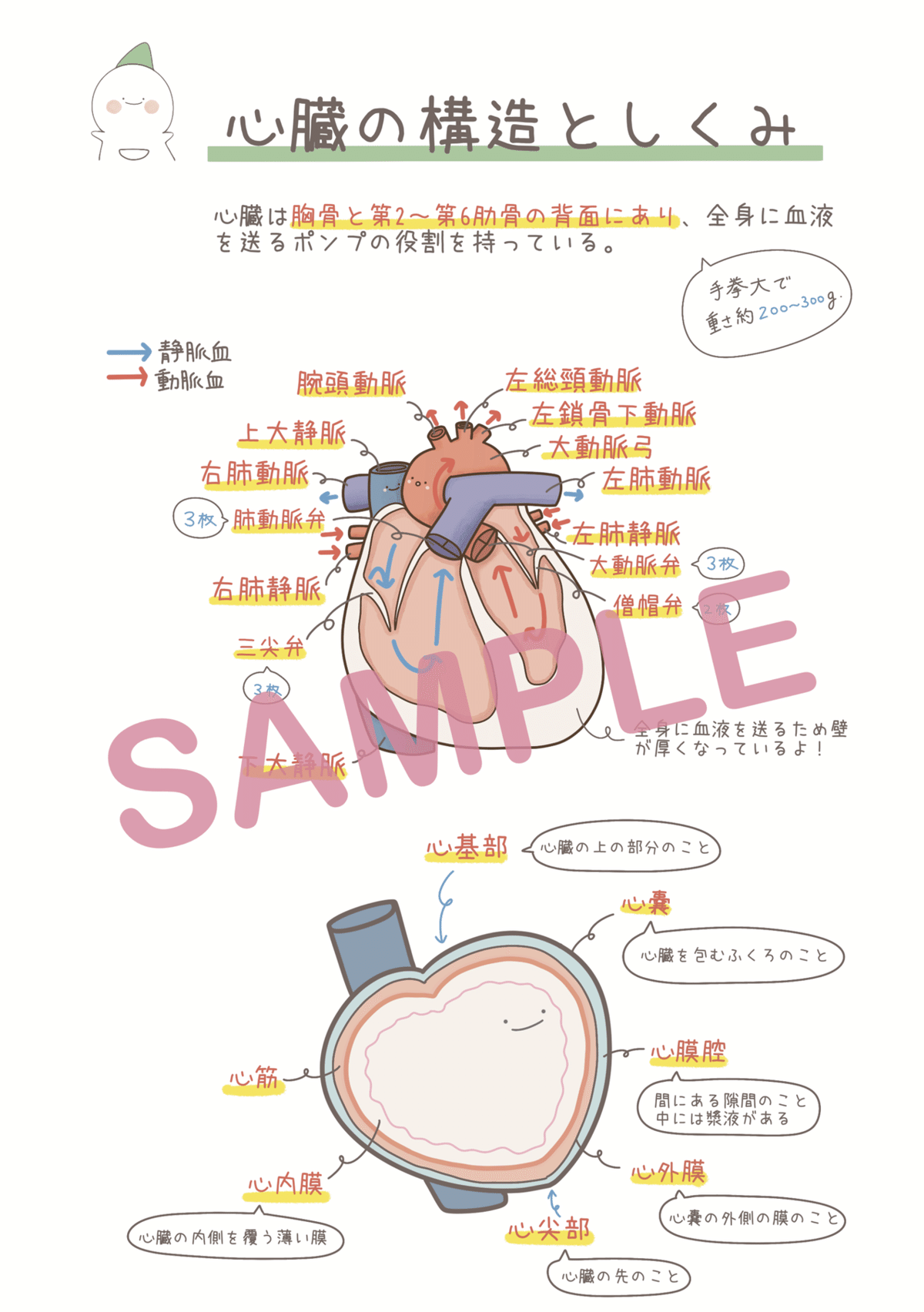 先行販売】ナースまるの『ゆるっと解剖生理学まとめノート