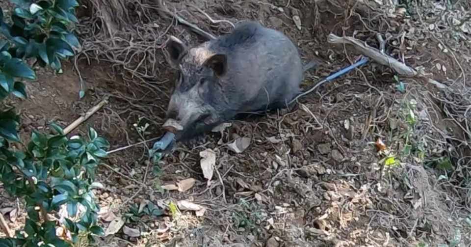 猪を捕まえて肉にするまで こーじ Note