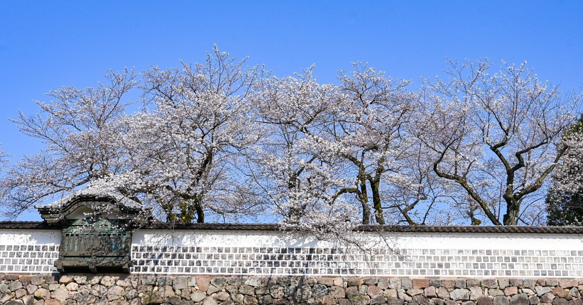 Nikon Z fc】今年も桜の時期が｜もんぶらん