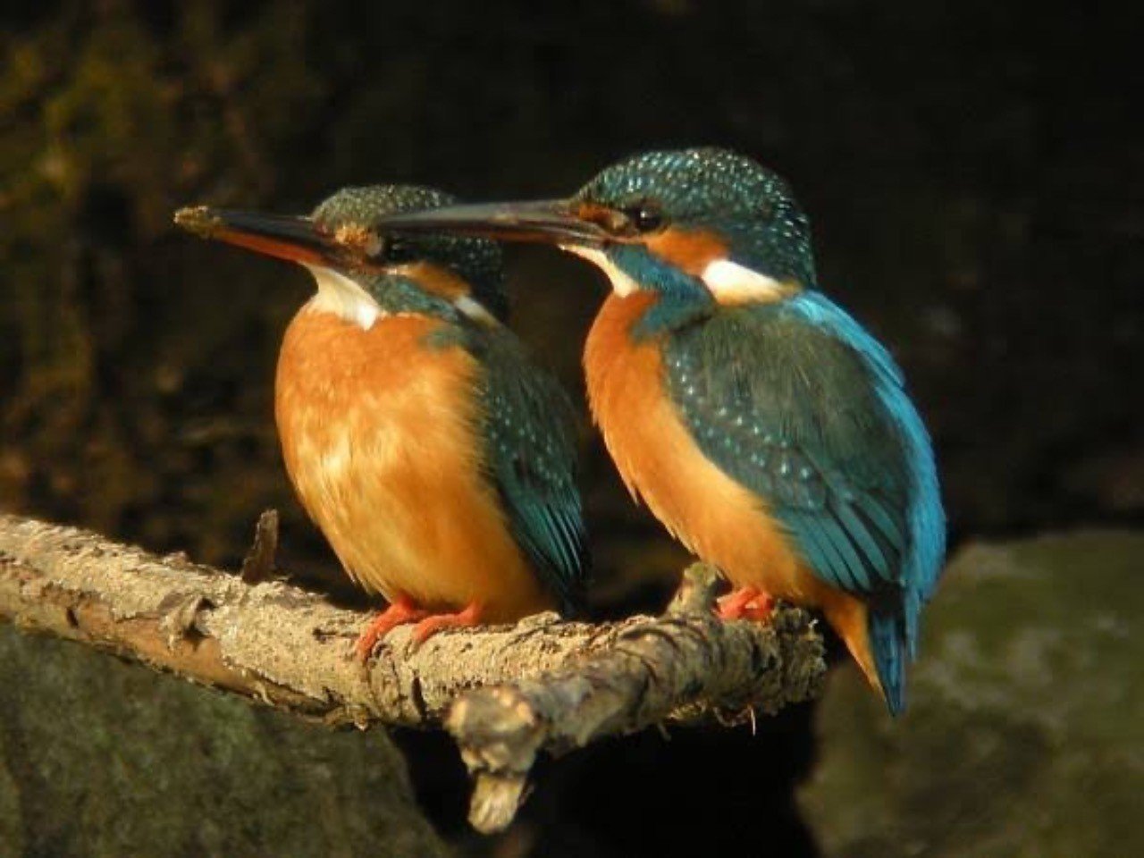 第781回 それでもカワセミ(14回目)｜翆野 大地