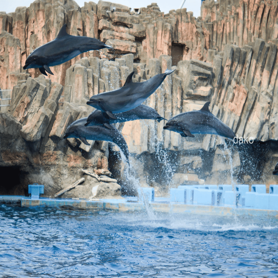 名古屋港水族館の新イルカパフォーマンス｜だこ/動物園水族館と