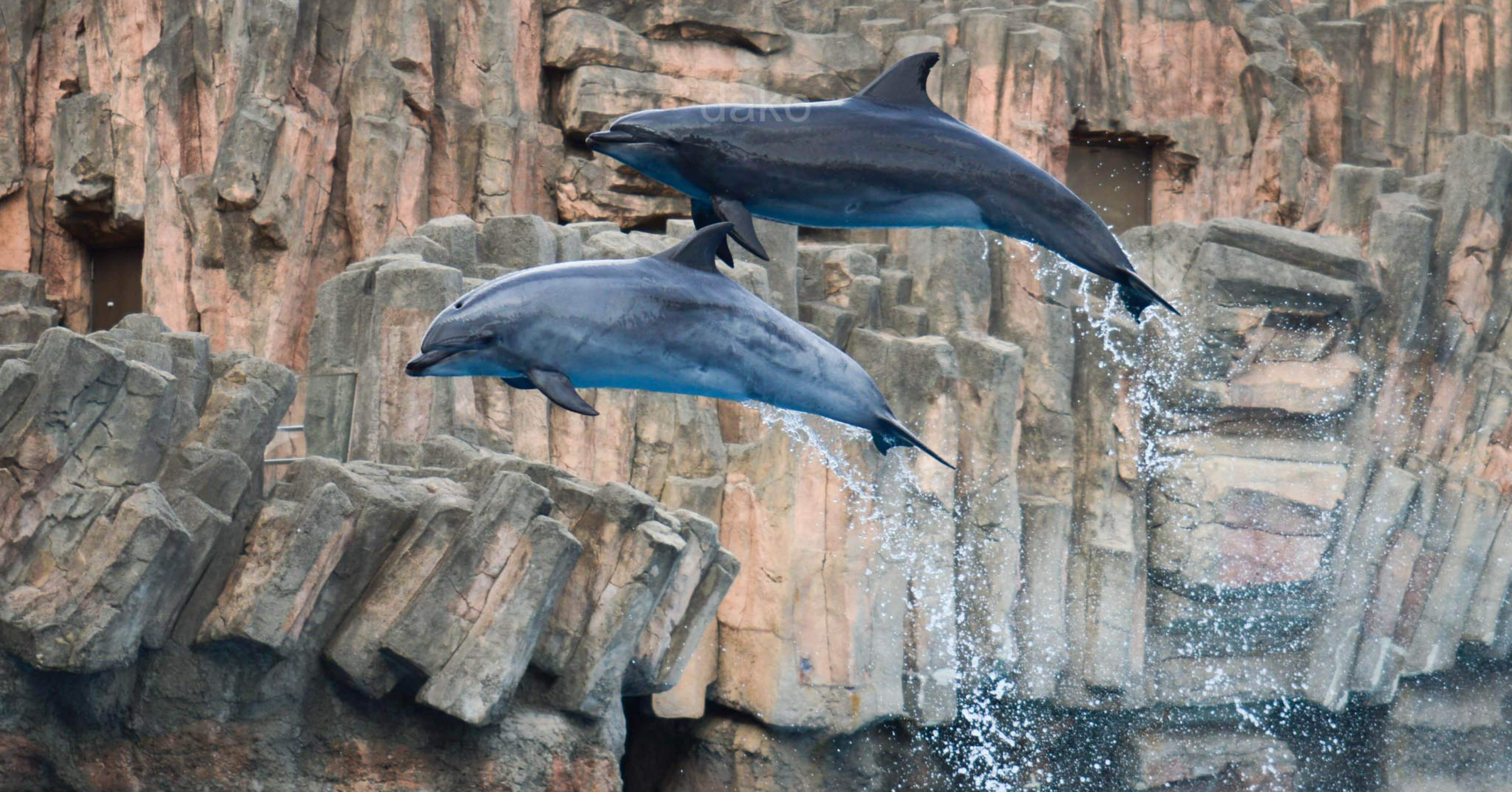 名古屋港水族館の新イルカパフォーマンス｜だこ/動物園水族館と