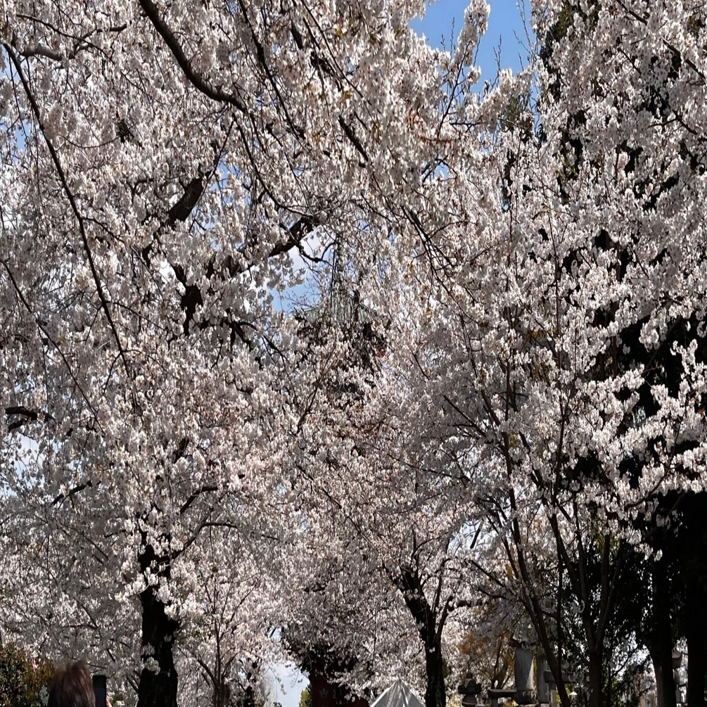 花池 お花見散歩 池上本門寺春まつり〜馬込桜並木〜洗足池｜彩花サトコ
