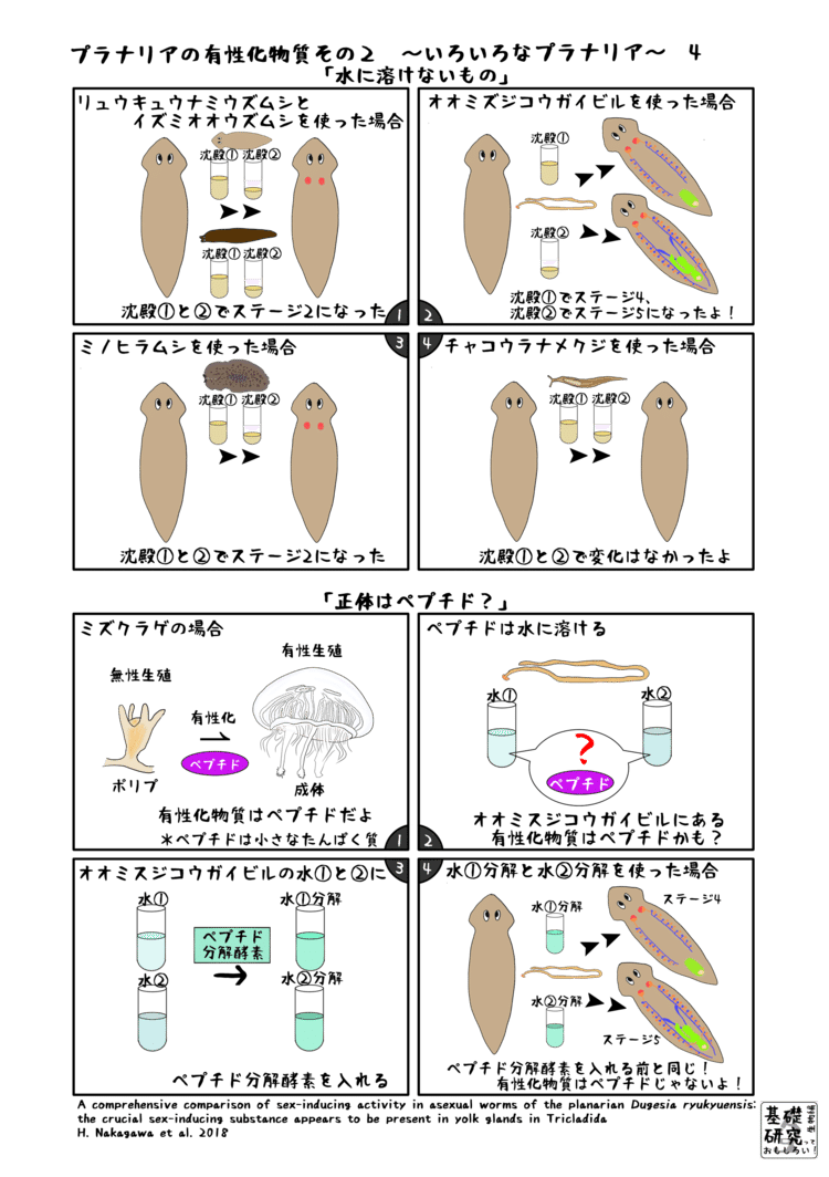 2018, Zoological Letters, A comprehensive comparison of sex-inducing activity in asexual worms of the planarian Dugesia ryukyuensis: the crucial sex-inducing substance appears to be present in yolk glands in Tricladida, H. Nakagawa et al. より　4ページ目