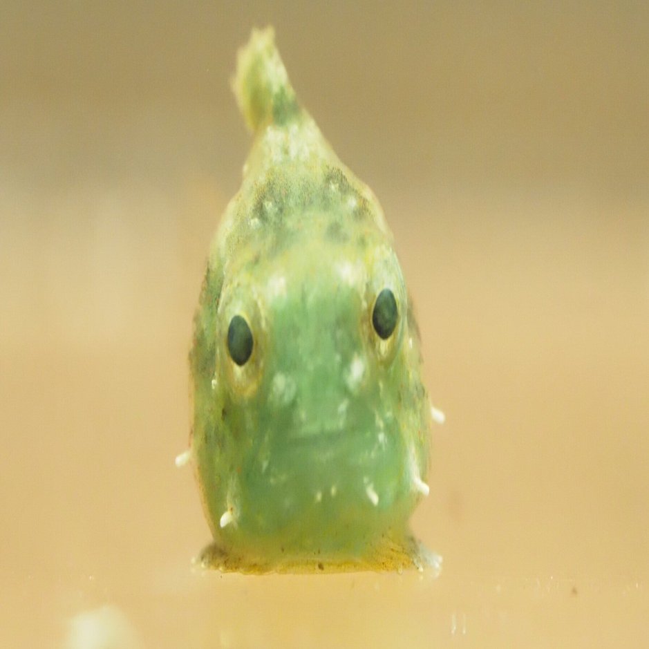 祝！初繁殖認定いただきました🍡｜上越市立水族博物館 うみがたり
