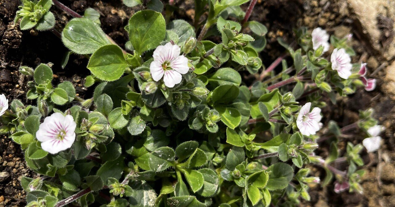 カーペットかすみ草の生育日記｜だっぺ
