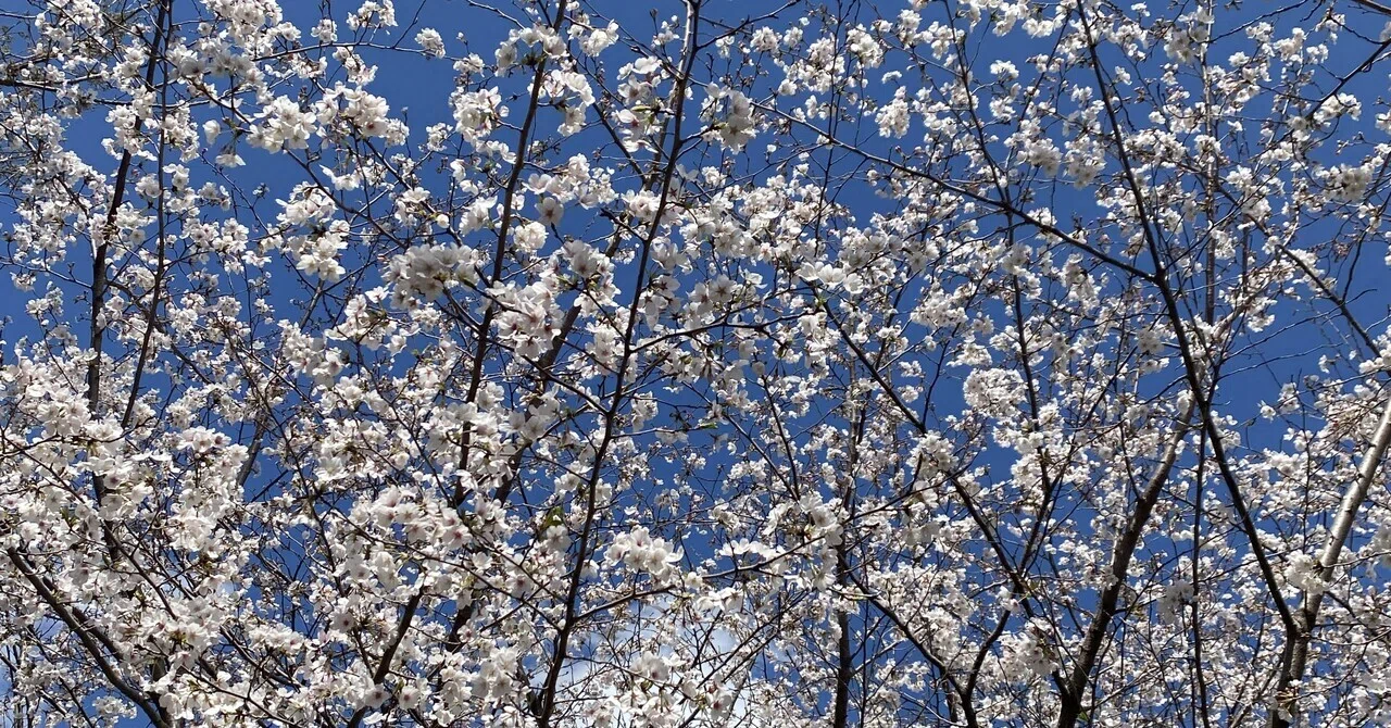 自己紹介｜きりはら るな