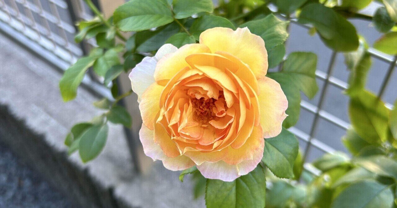 2025年の薔薇の新苗選び（迷走中）｜オリーブ