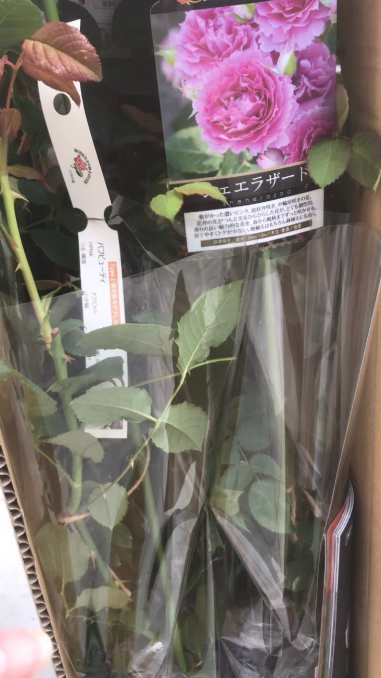 レア薔薇苗 バラ苗 耐病性 強香 とげなし 超長期開花 グリーンアイ ロゼシュクレ4
