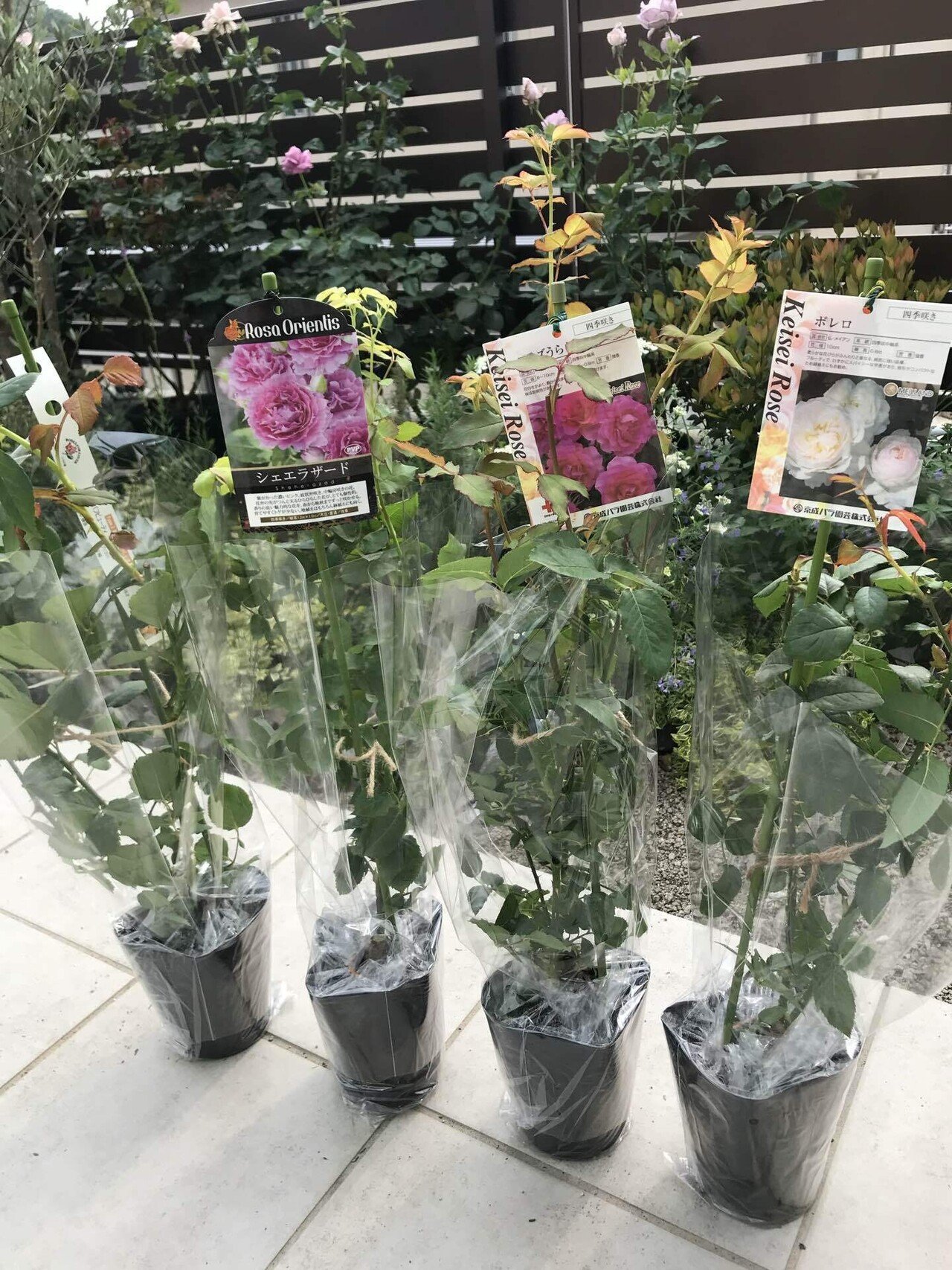 2025年の薔薇の新苗選び（迷走中）｜オリーブ