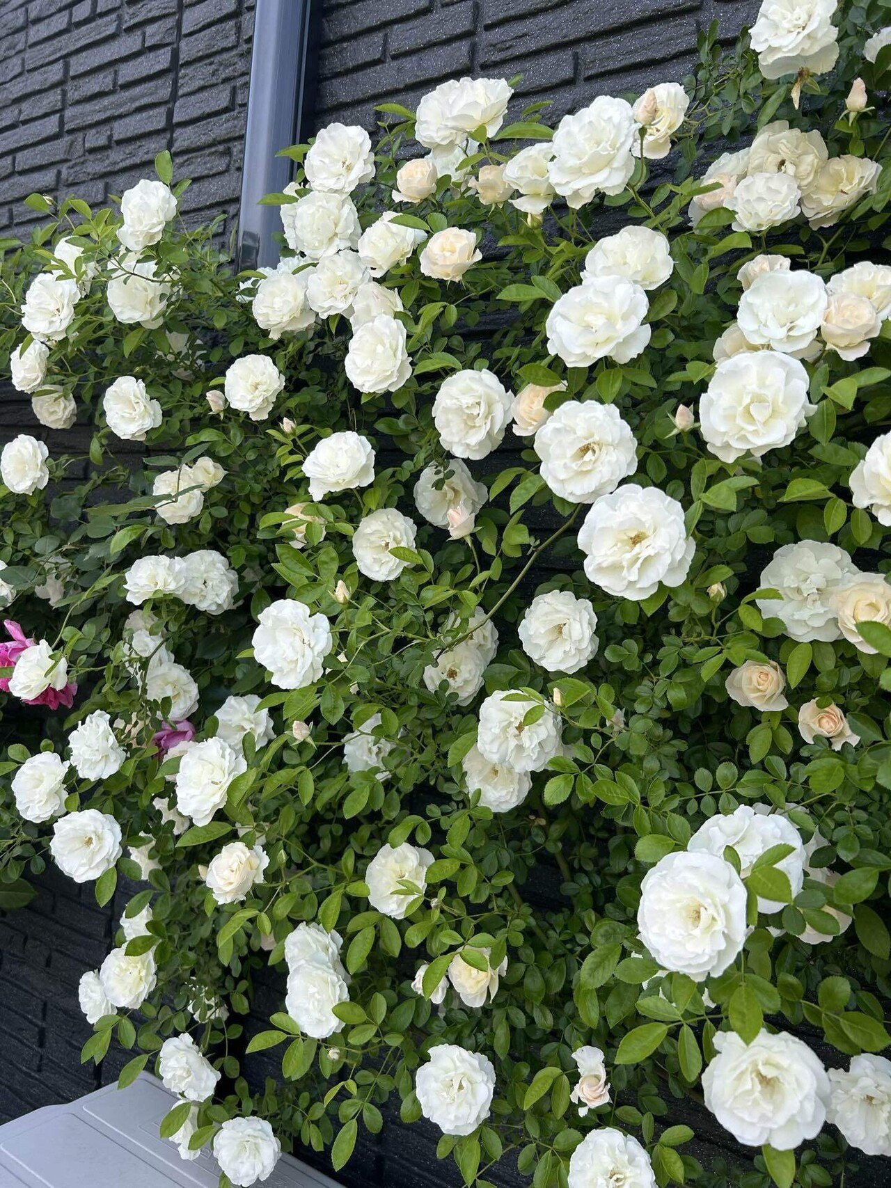 2025年の薔薇の新苗選び（迷走中）｜オリーブ