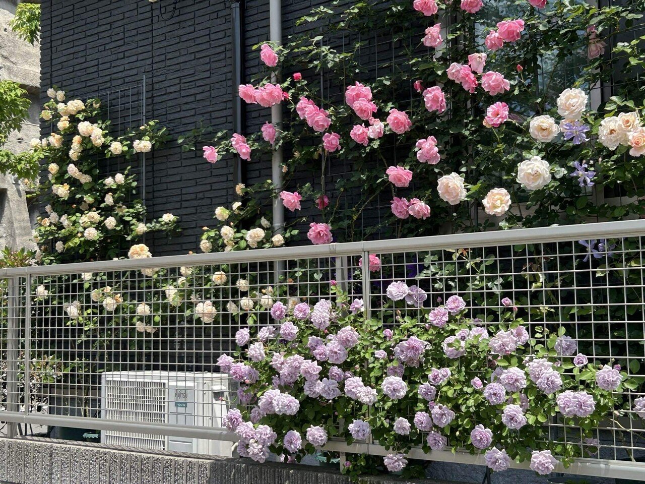 2025年の薔薇の新苗選び（迷走中）｜オリーブ