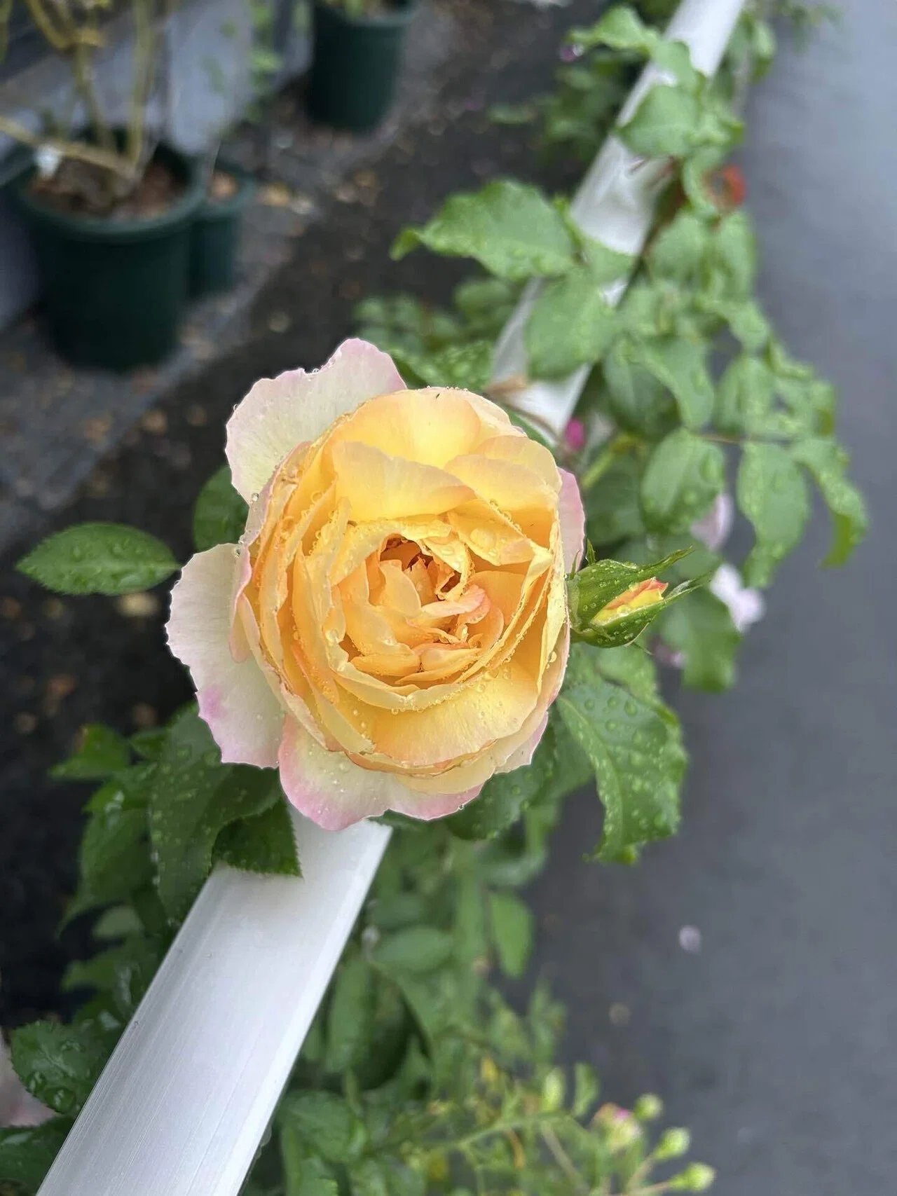 2025年の薔薇の新苗選び（迷走中）｜オリーブ～素人が育てる薔薇日記～