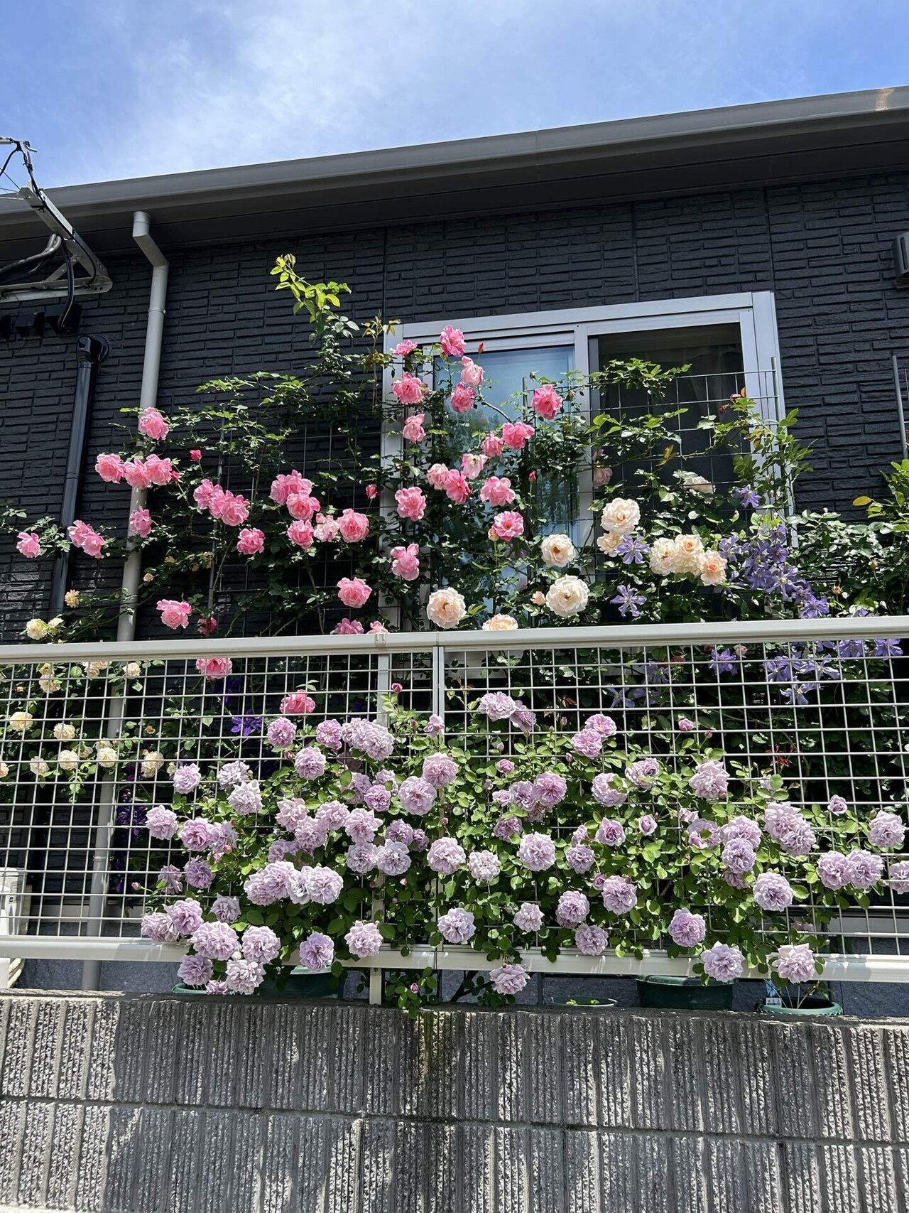 2025年の薔薇の新苗選び（迷走中）｜オリーブ