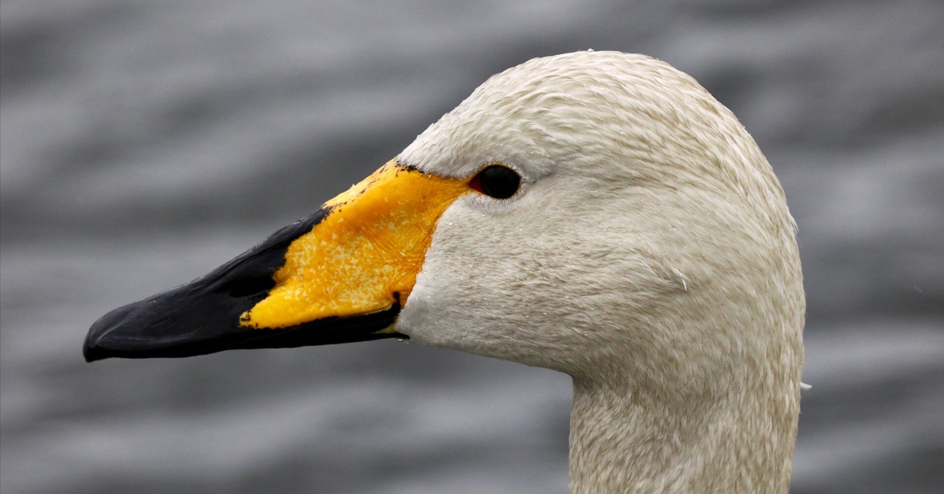 欄間(草原の白鳥) 白鳥(しらとり） - 宮崎の季節がほらね！