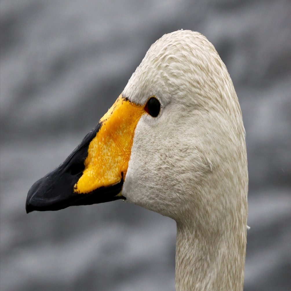 雨に濡れる優雅な白鳥の姿に感激の野鳥撮影！（OM SYSTEM OM-1Ⅱ/M