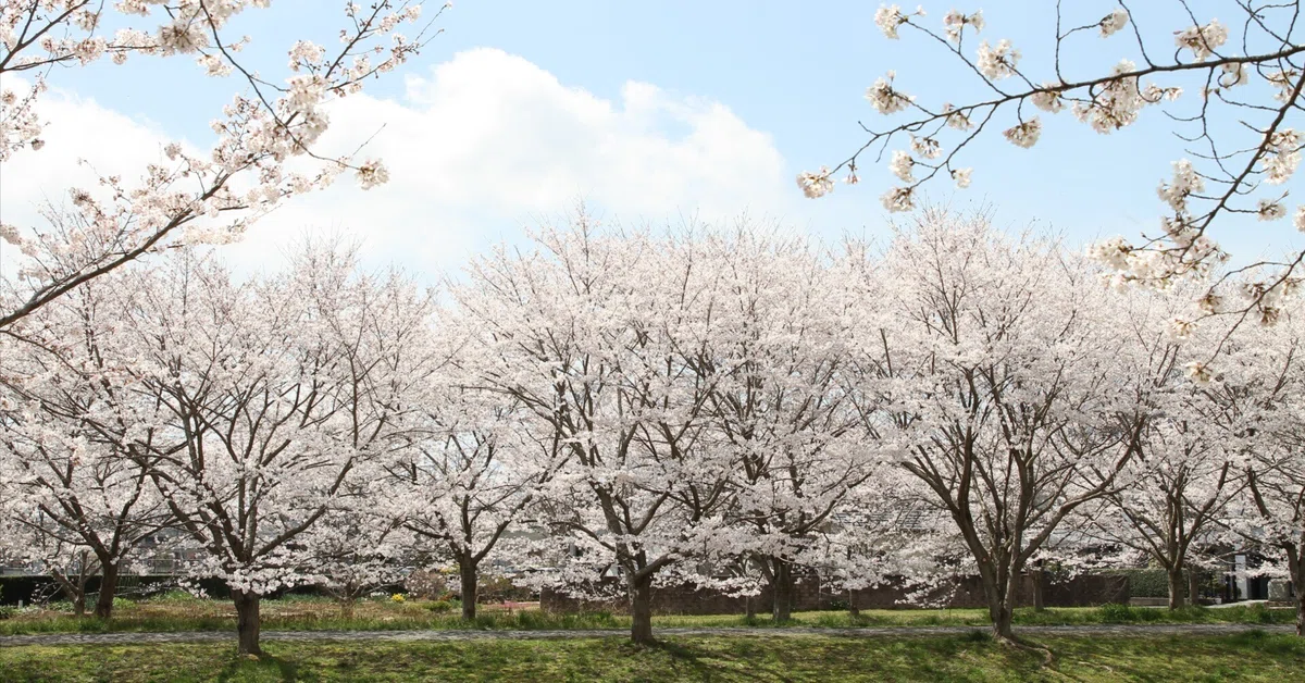 お花見してみたいな。｜もかぜ