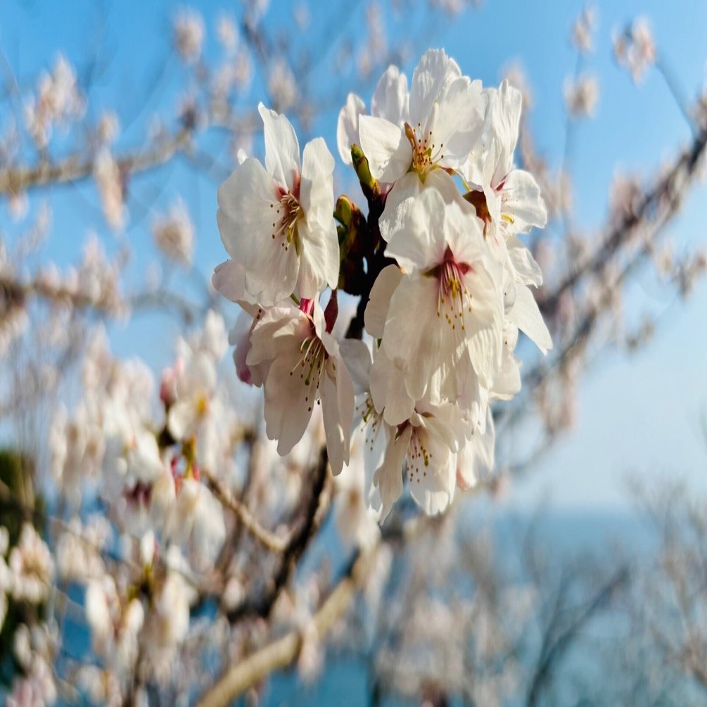 敦盛桜を観に須磨へ 須磨浦公園で｜主婦の肩書きだけあるる
