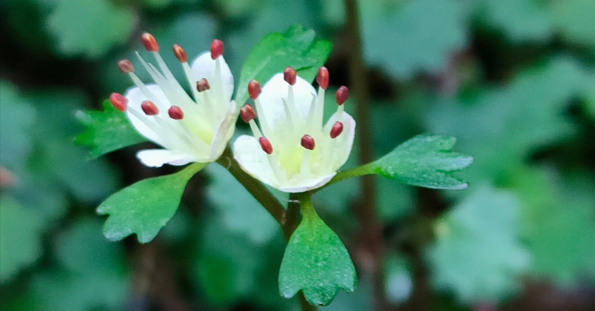 高尾山の行く花、来る花（今日のお花たち その70）｜眠り猫