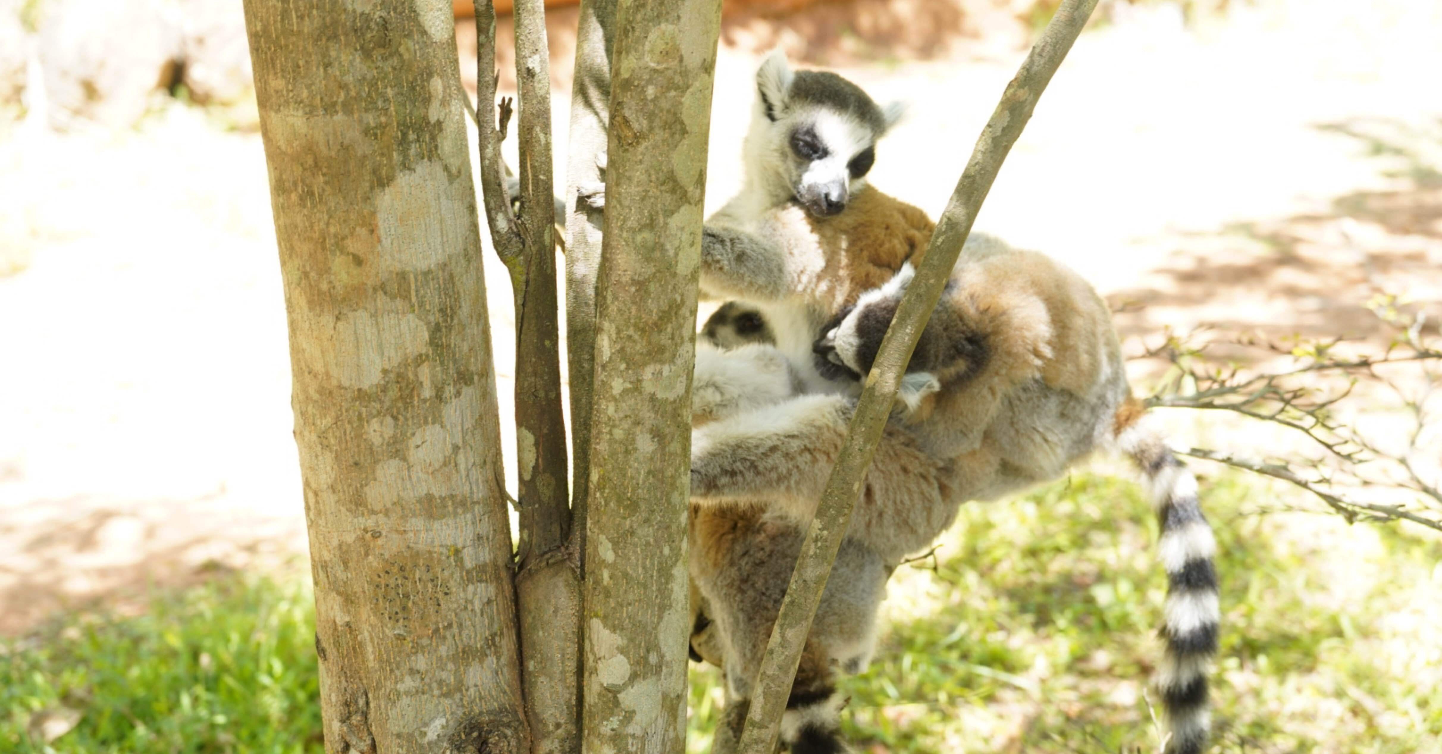 6🇲🇬アンタナナリボ最終日、キツネザルに会いに行く。｜nasutabi