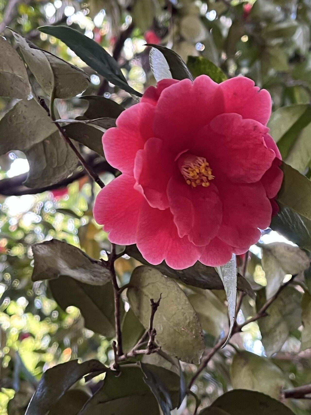 最新日本ツバキ図鑑 rectangle_large_type_2_1ae2403