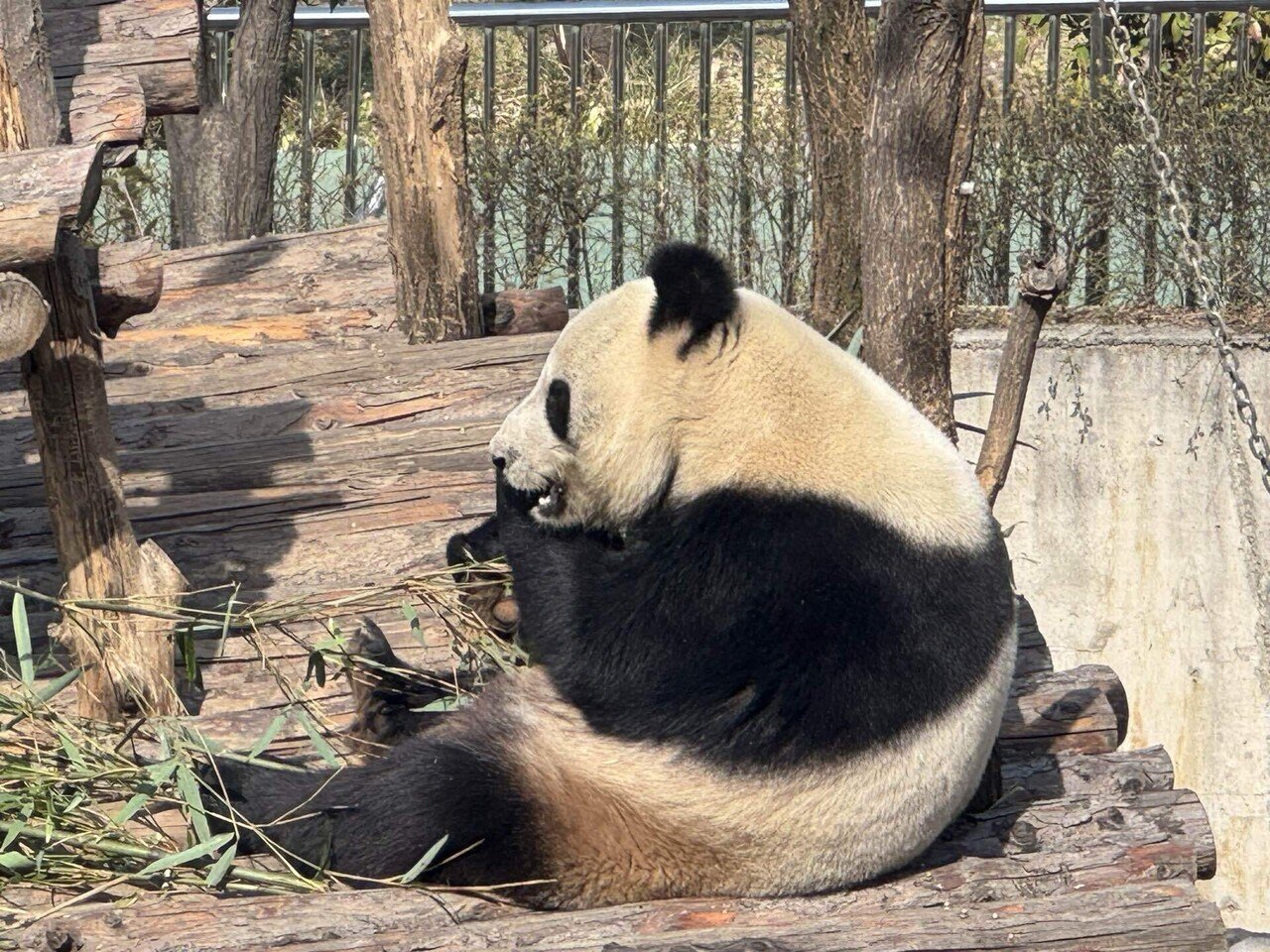 1mぐらい　北京　パンダの敷物　中国　昭和　中古　パンダ　ラグ　姿　敷物 1mぐらい 北京 パンダの敷物 中国 昭和 中古 パンダ ラグ 姿 敷物