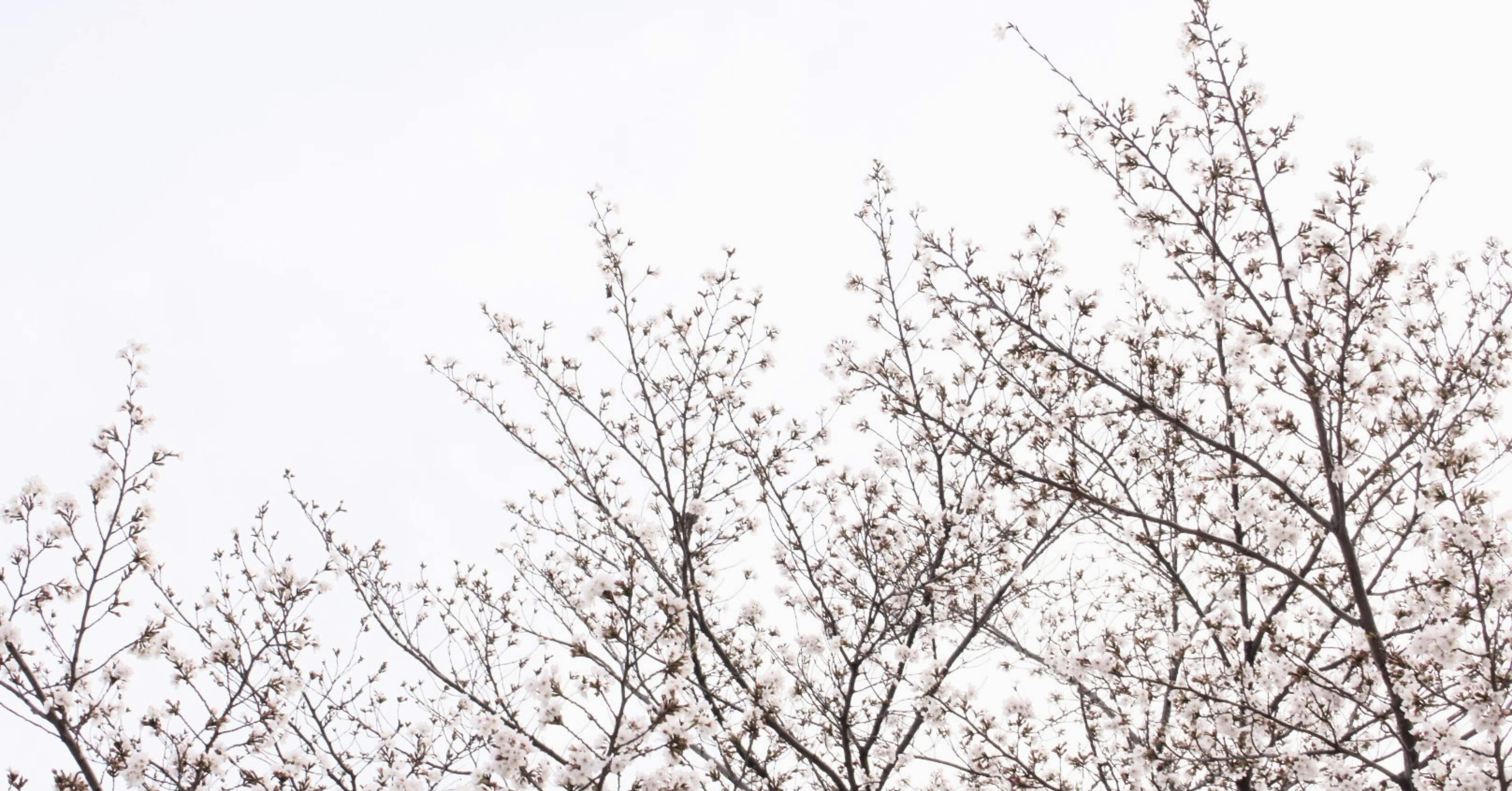 桜が咲くまでのようす ｜若 菜