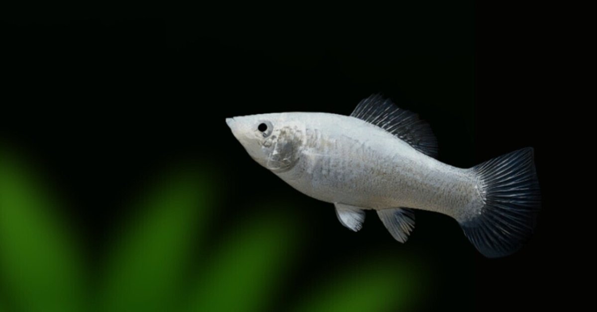 銀製熱帯魚 【公式通販】
