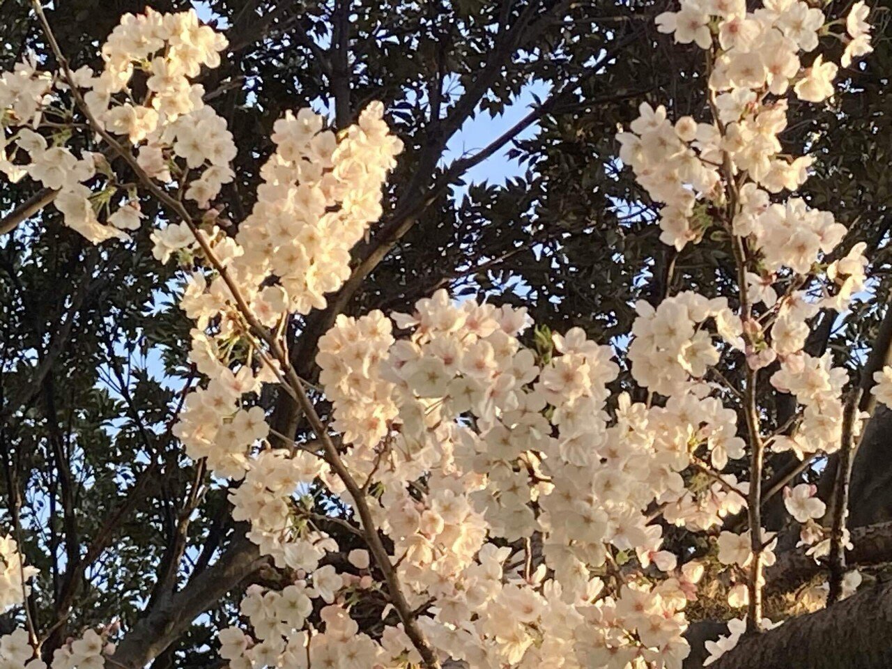 2025/04/06（今年の桜を記録しておく/八重の桜）｜日和山明（＊chiaki＊）