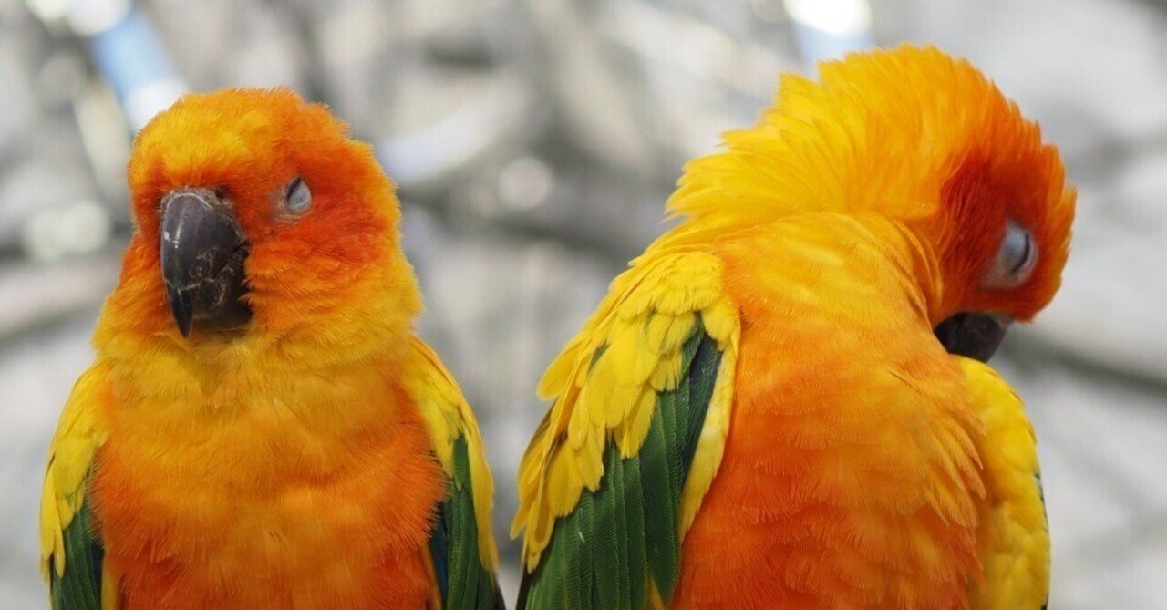 掛川花鳥園に行ってきました vol.1 森と草原の鳥｜瀬戸 裕紀