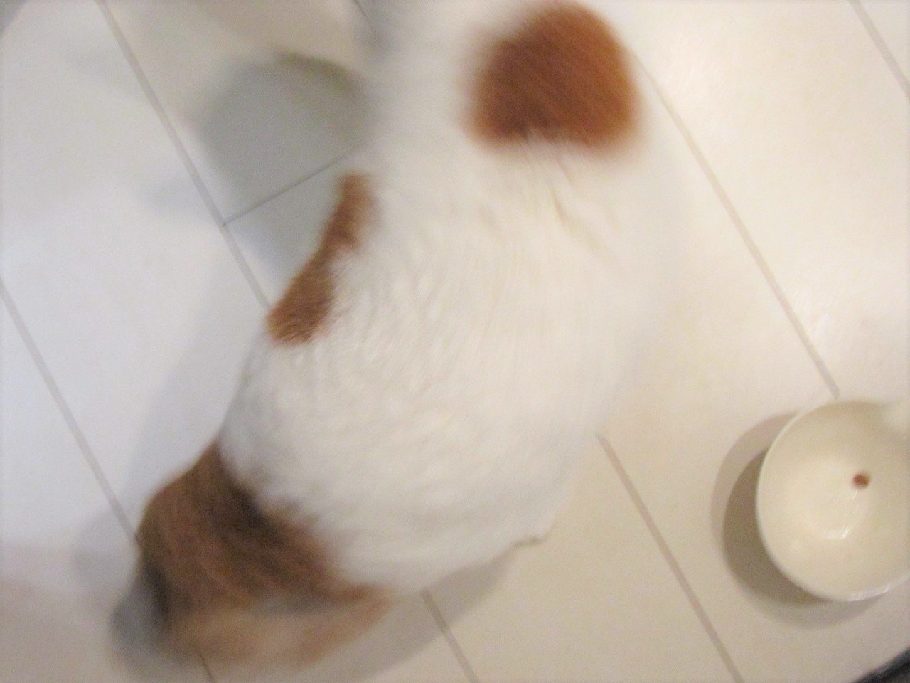 ある日の猫 １粒残っています 真帆 沁 Mahoshin 文筆家 Note