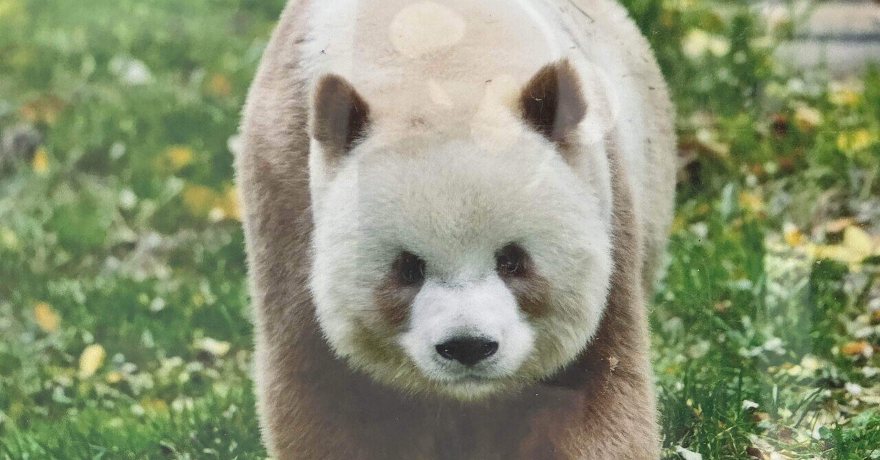 1mぐらい 北京 パンダの敷物 中国 昭和 中古 パンダ ラグ 姿
