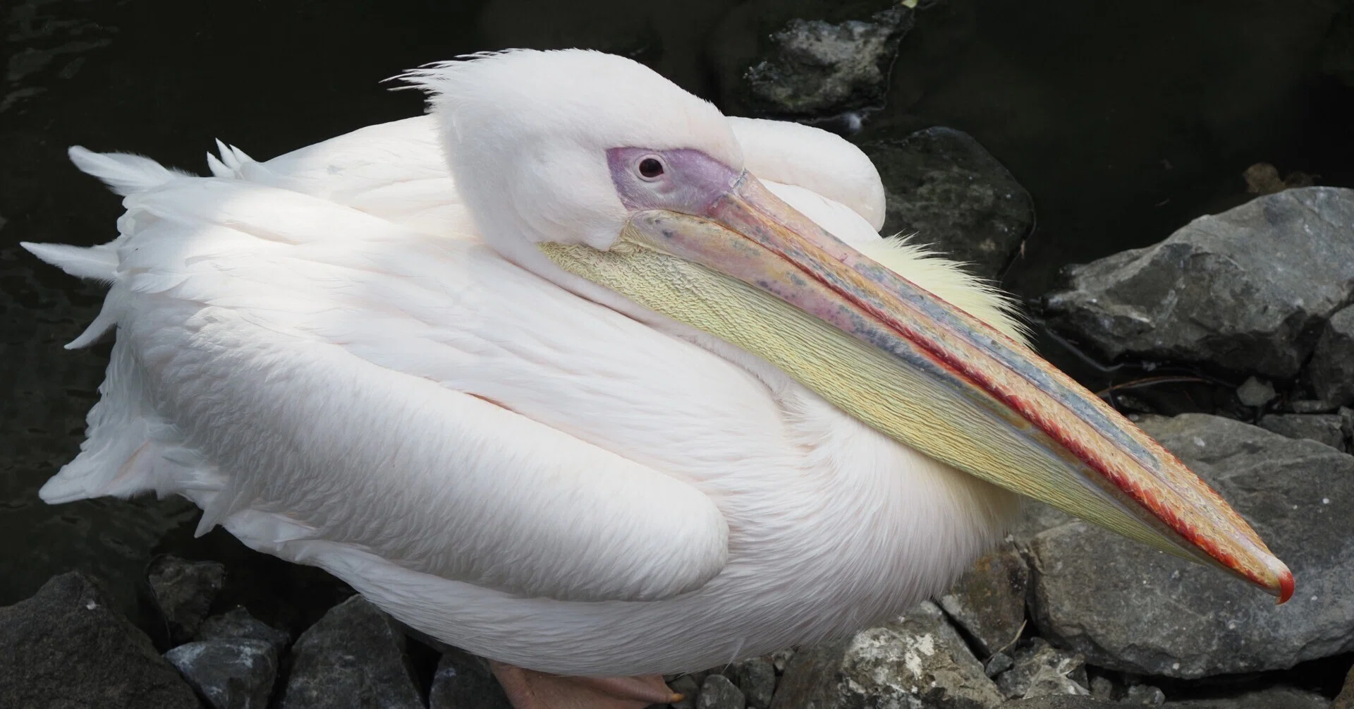 掛川花鳥園に行ってきました vol.3 水辺の鳥｜瀬戸 裕紀