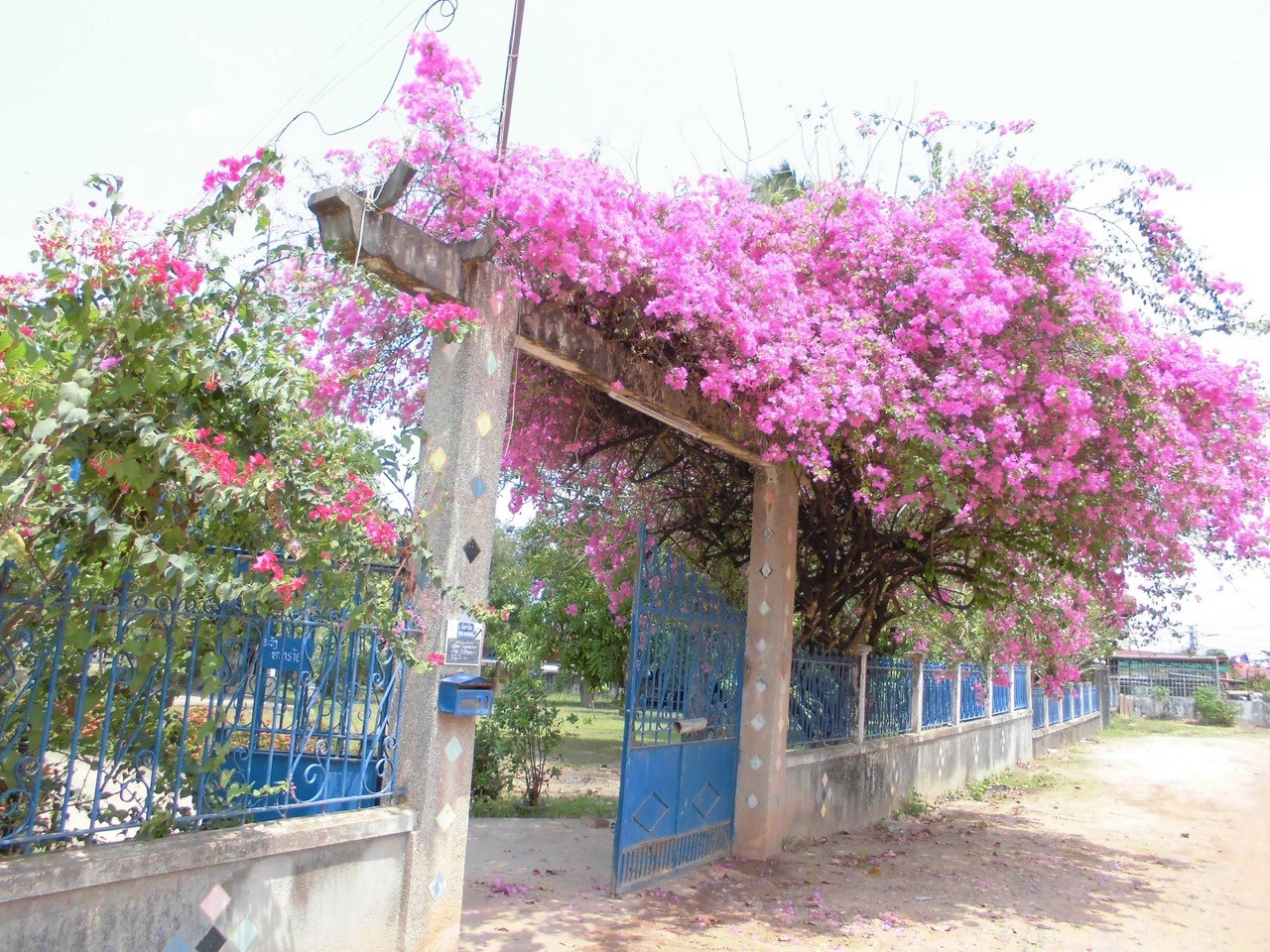 Laos 3 町 家 芹 沓胡 Note