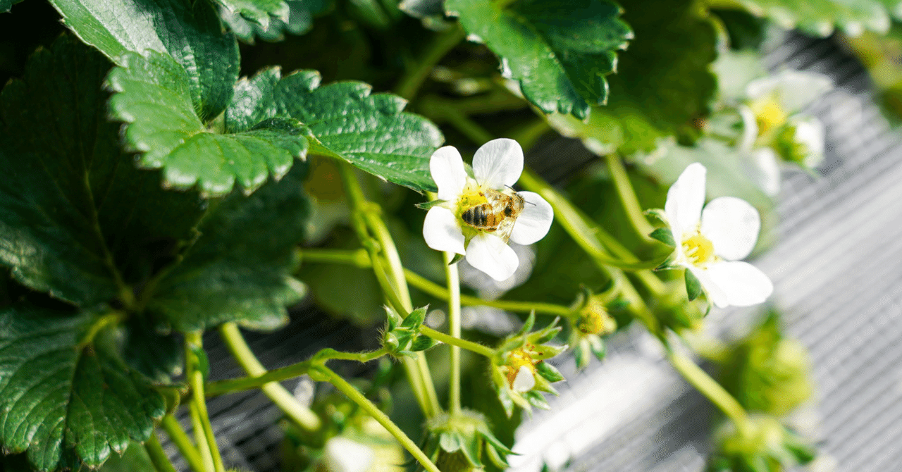 日本のタネは外国企業に支配されている？～SNSの農業デマについて考える～