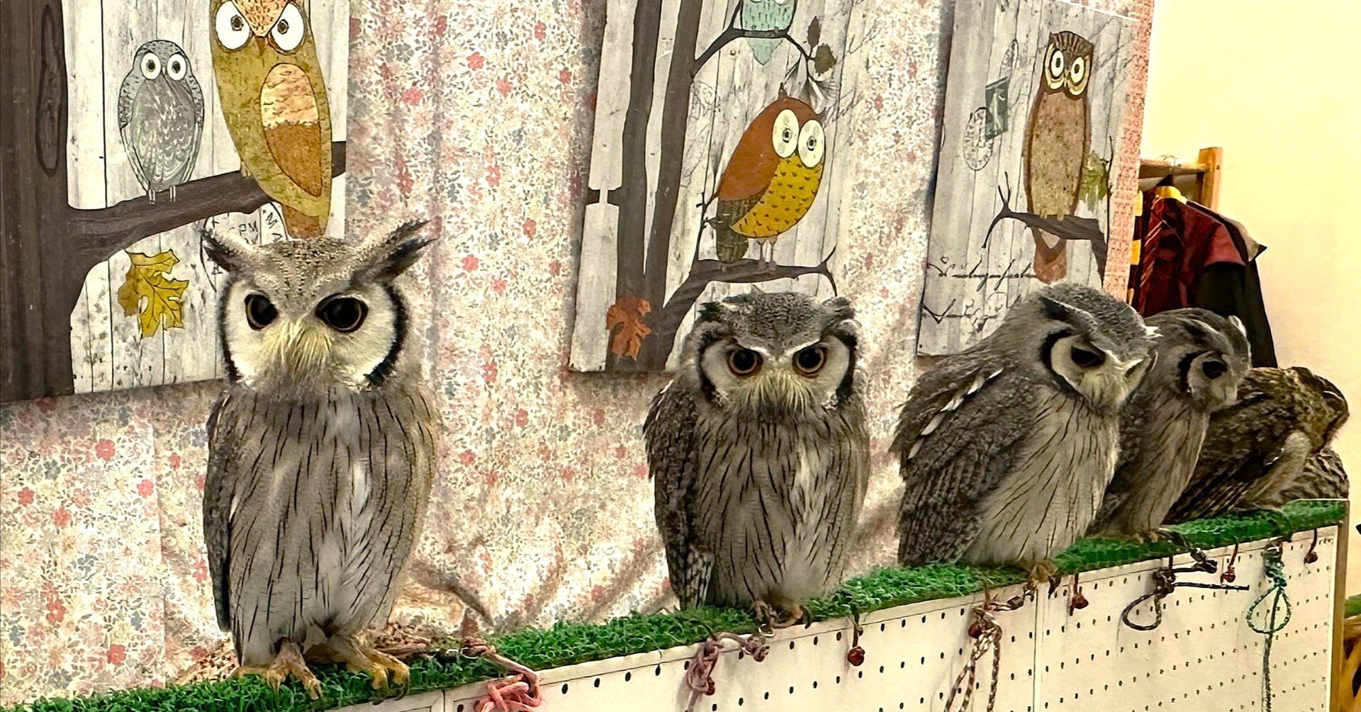 tokomoa様 【オオカミとフクロウ】フクロウとやわらかな月光の記憶 83faf7dd34a27691b1925dd8e774ff