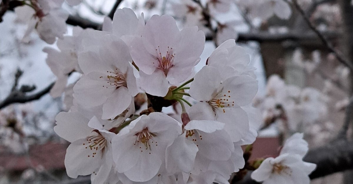 桜🌸開花①|光守氏天貴(ひがしあき) 桜🌸開花①|光守氏天貴(ひがしあき)
