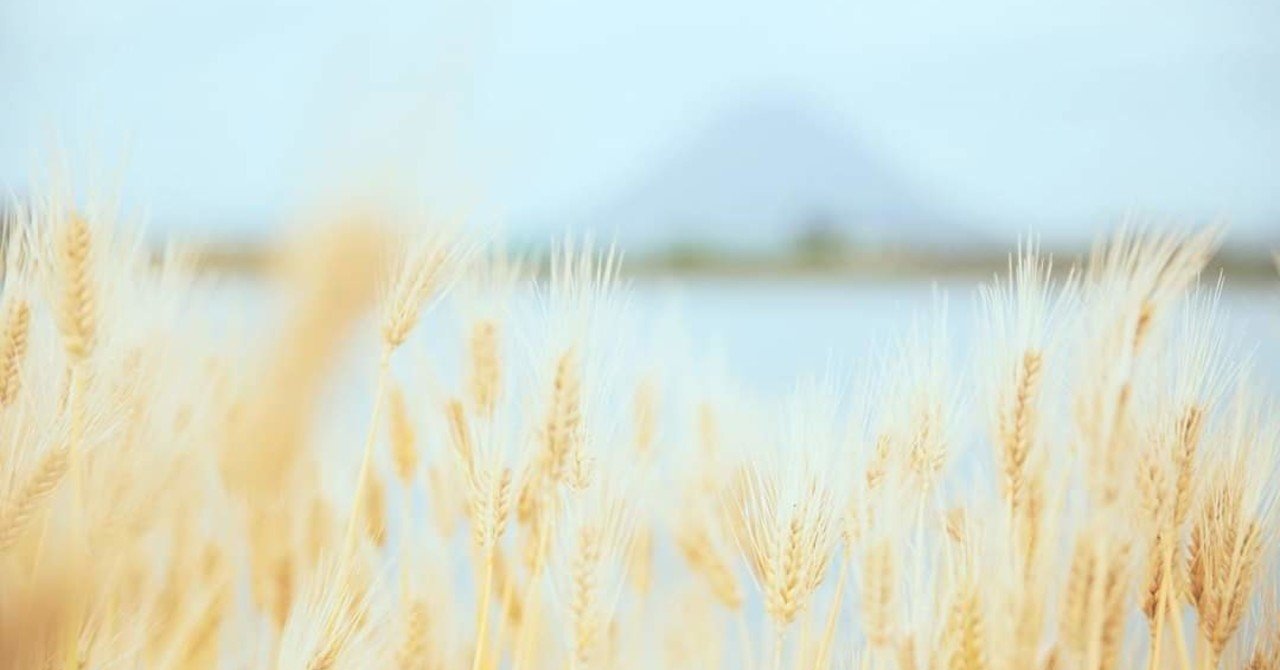 【新品・未使用】実りの麦畑 大　F-4　金謙伊　黄　風水 新品・未使用】実りの麦畑 大 F-4 金謙伊 黄 風水