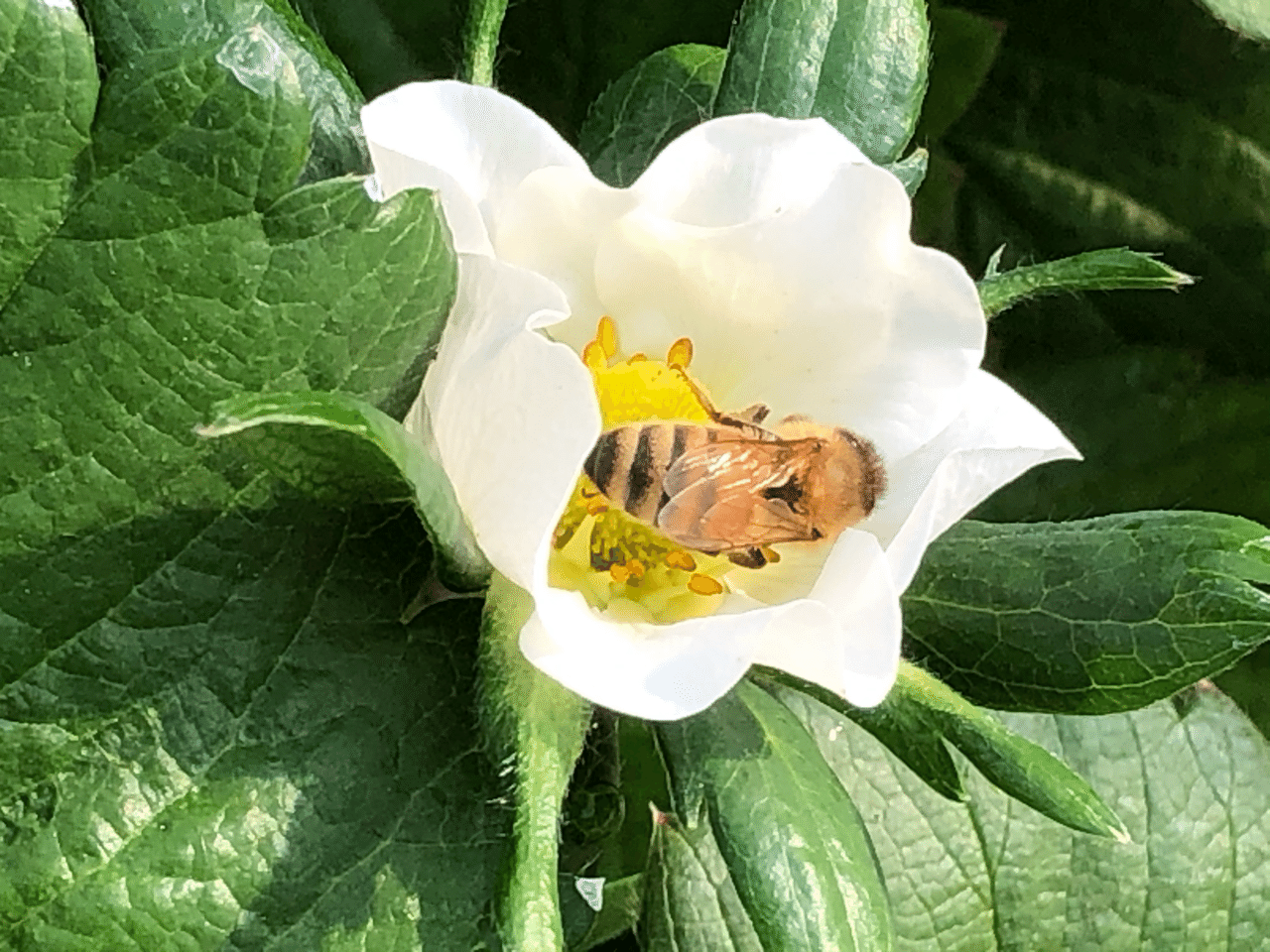 元気だよね Punimaruko Note