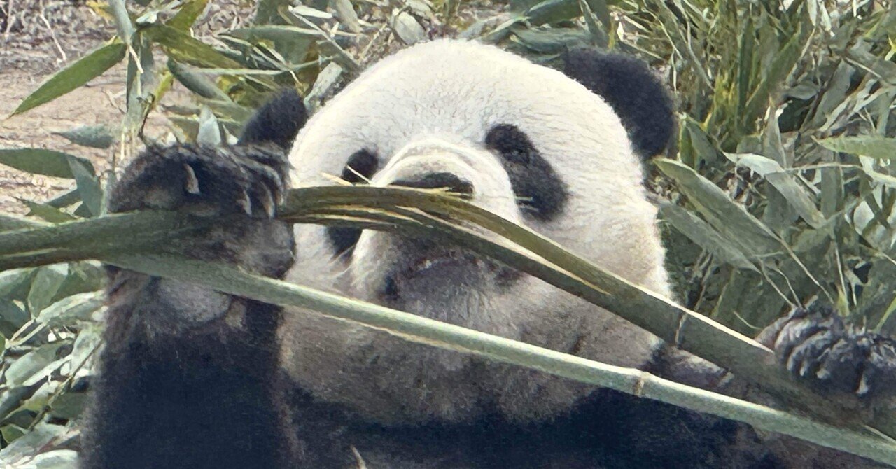 1mぐらい 北京 パンダの敷物 中国 昭和 パンダ ラグ 姿 敷物