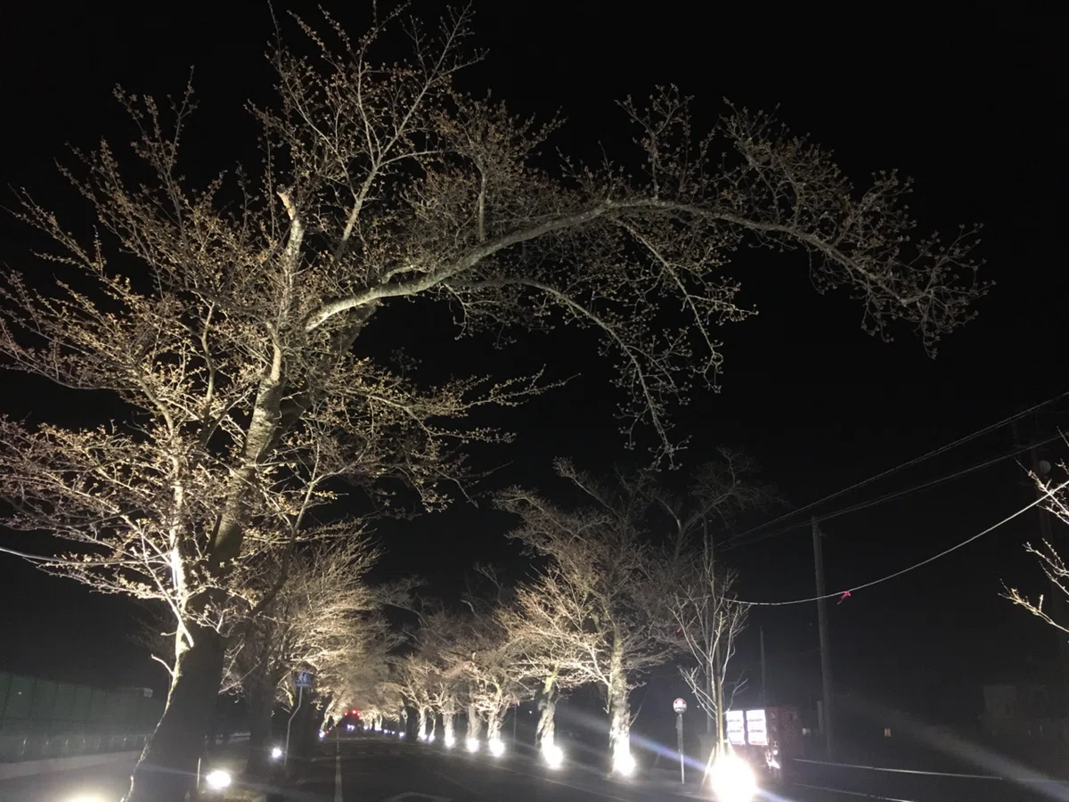 夜の森の桜と、あの日見た映画のこと|安部忍