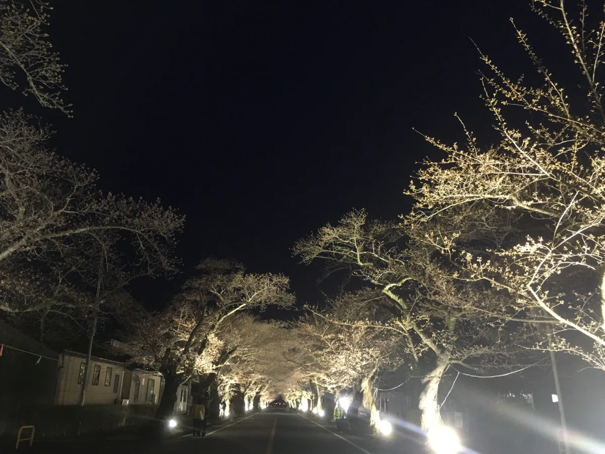 夜の森の桜と、あの日見た映画のこと|安部忍